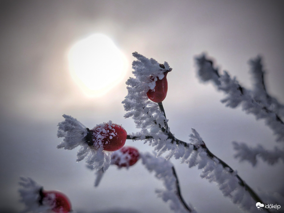 Zúzmarás csipkebogyót megérintő napfény