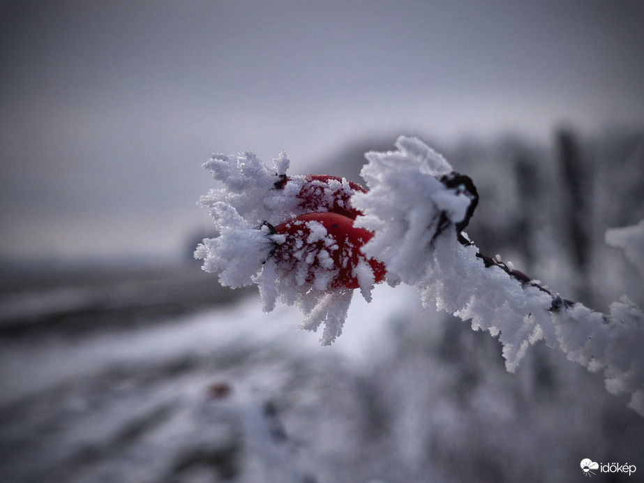 Dermesztő szépségek