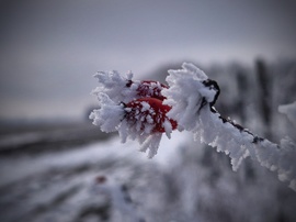 Dermesztő szépségek