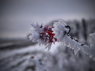 Dermesztő szépségek