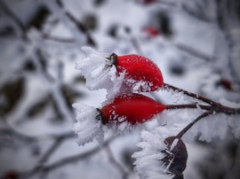 Tűzpiros csipkebogyók és a zúzmara