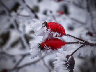 Tűzpiros csipkebogyók és a zúzmara