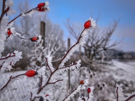 Igazán fagyos hangulatú kép