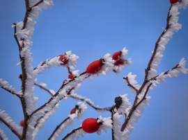 Zúzmarás csipkebogyók a kékellő éggel