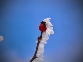 Piros és kék ellenállhatatlan látványa