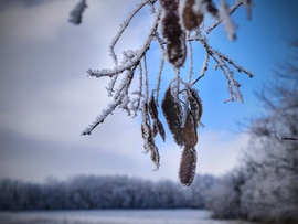Néhány napja még a zúzmara volt az úr