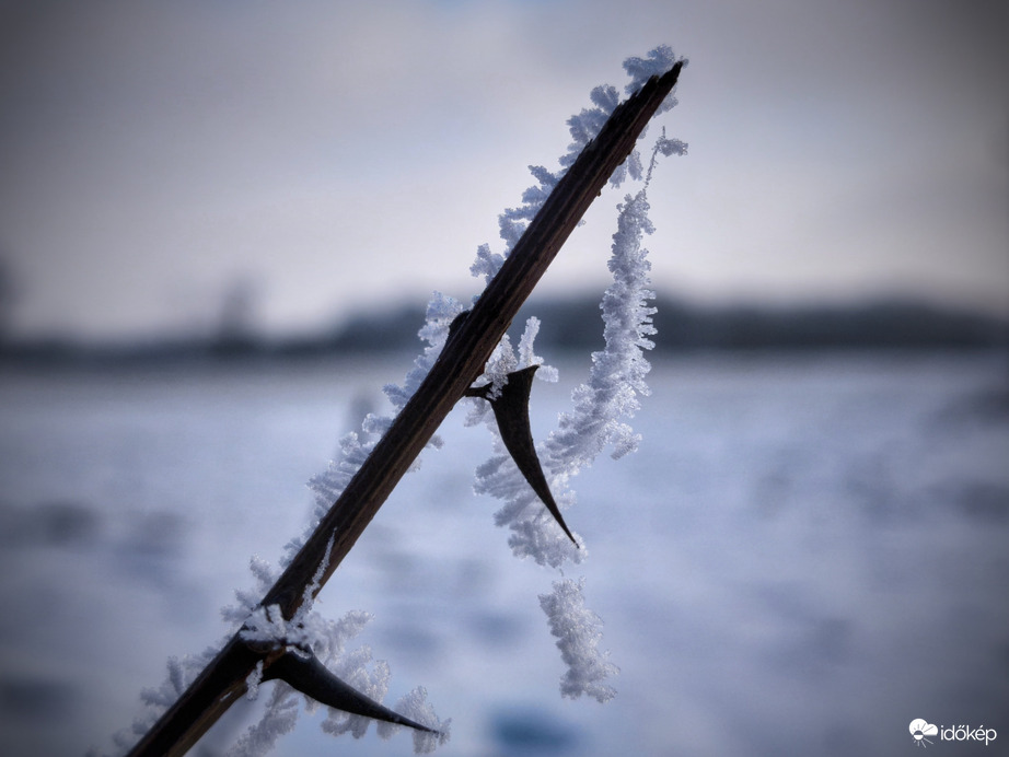 Tövis is letörött a fagyban