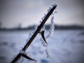Tövis is letörött a fagyban