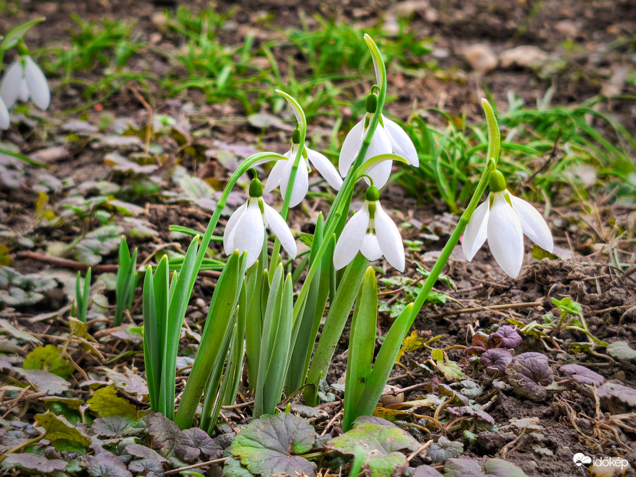 Újabb csokor hóvirág bújt elő
