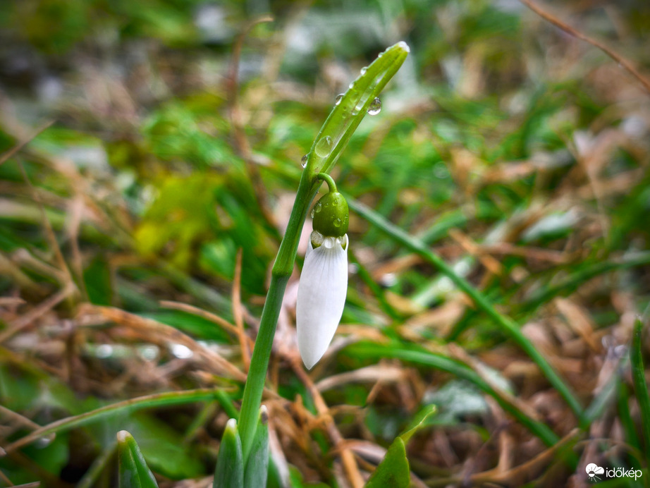 Korai hóvirág a januári esőben