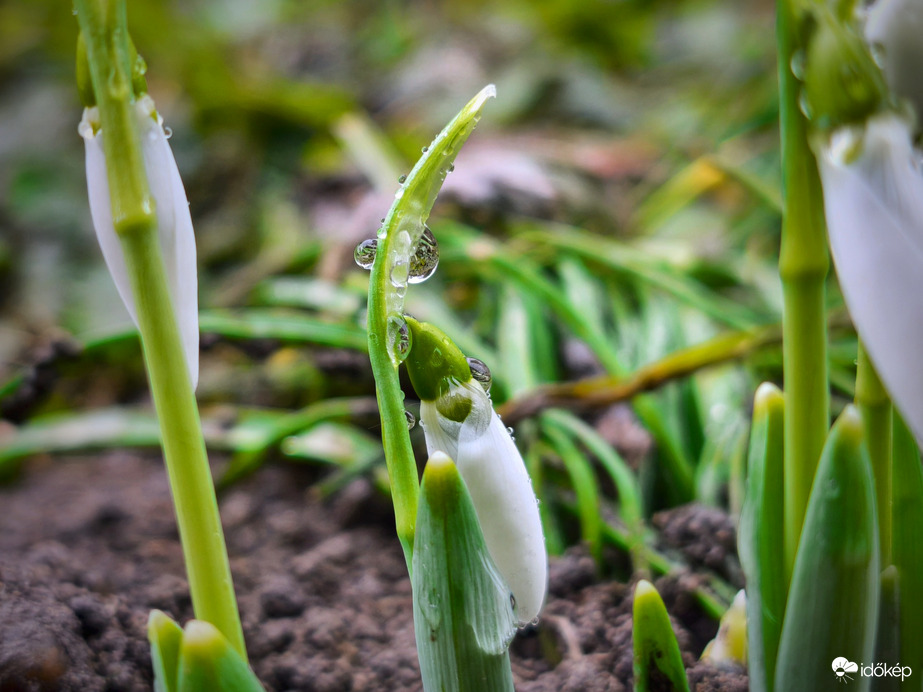 Esőcseppes hófehérke