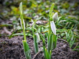 Átejtettek társasága