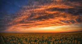 Alkonyati panoráma a napraforgóföldön