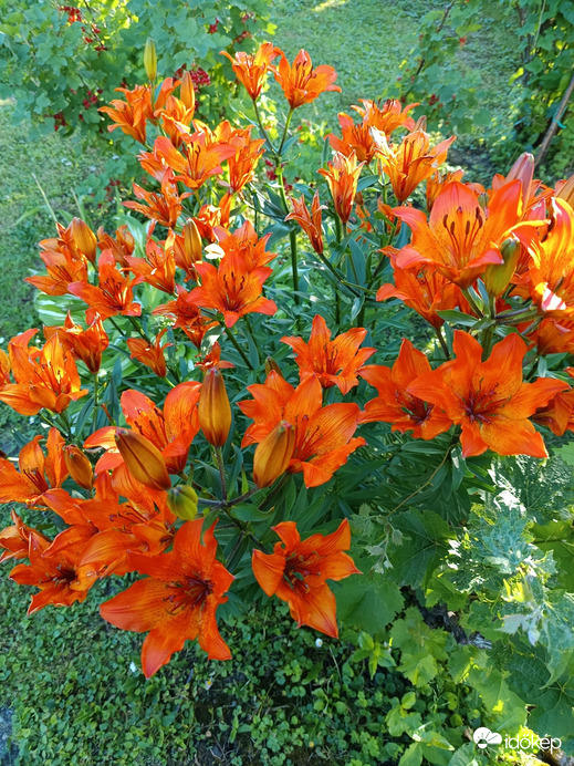 Nagykanizsa