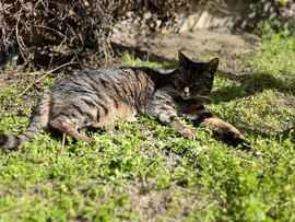 Budapest XVIII.ker - Pestszentimre