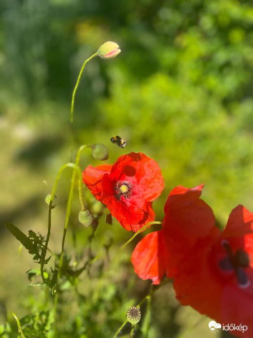 Budapest XVIII.ker - Pestszentimre