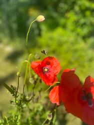 Budapest XVIII.ker - Pestszentimre