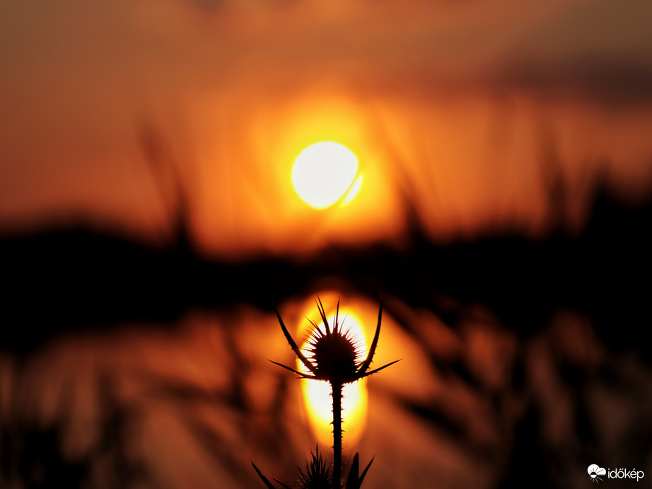 Lement....
