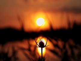 Lement....