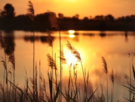 Lement....