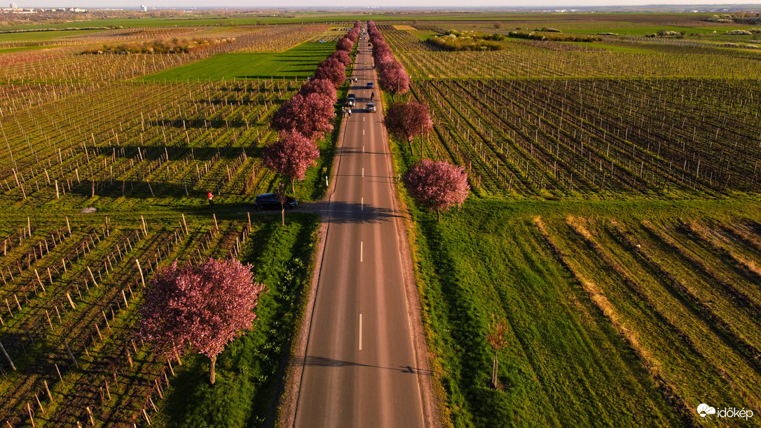 2025- ös gyöngyöstarjáni vérszilva