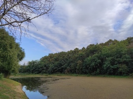Penyige