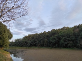 Penyige
