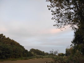 Penyige