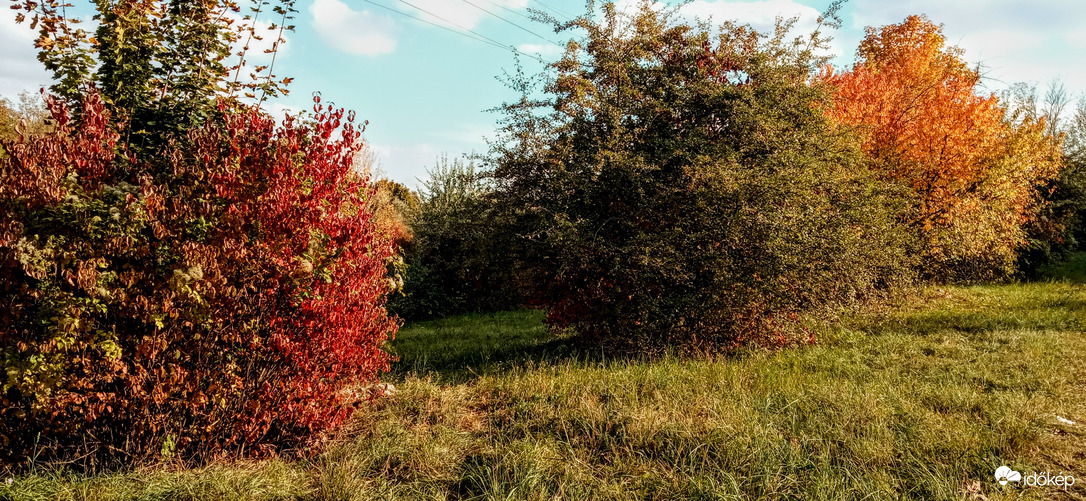 Változatok egy bokorra