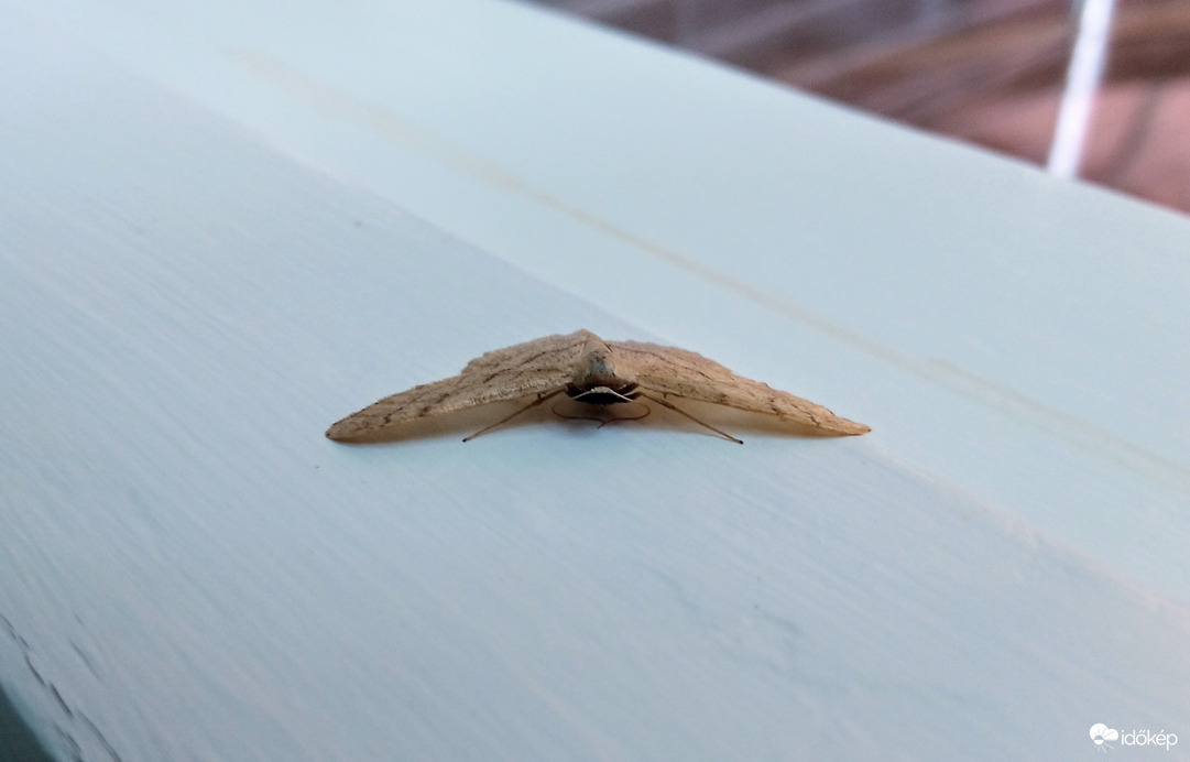 Mai ritkaság: szalagos tarkamoly (idaea aversata ab. remutata)