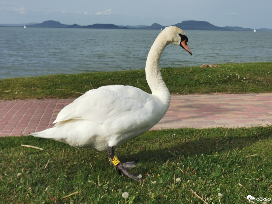 Vonyarcvashegy
