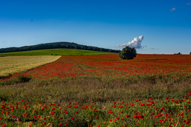 Balatonfelvidéki pipacsmező