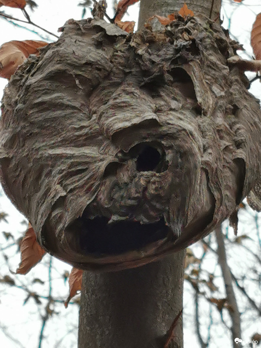 Félelmetes darázsfészek.