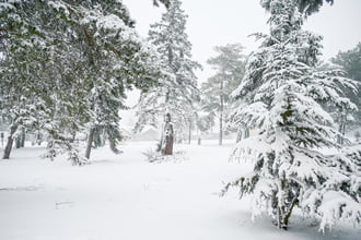 Balatonfenyves havas fenyői  