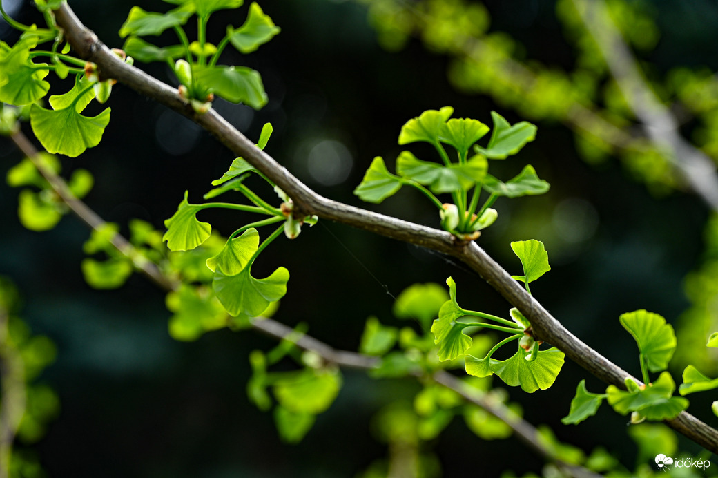 Ginkgo Biloba 