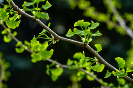 Ginkgo Biloba 