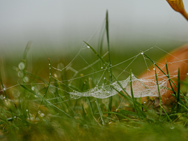 Ne lépj rám, itt vagyok …. 