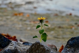 Egy, csak egy legény van talpon a vidéken…. 
