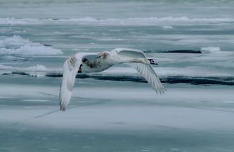 Szárnyalás a jégtáblák felett 