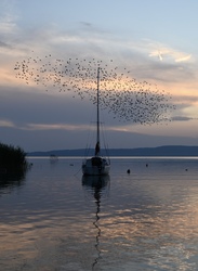 Madárraj 