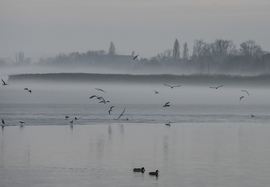 Ködös szárnyalás 