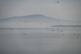 Ködös szárnyalás 