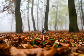 Egy legény van talpon 