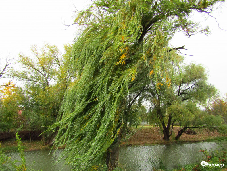 Sarkad