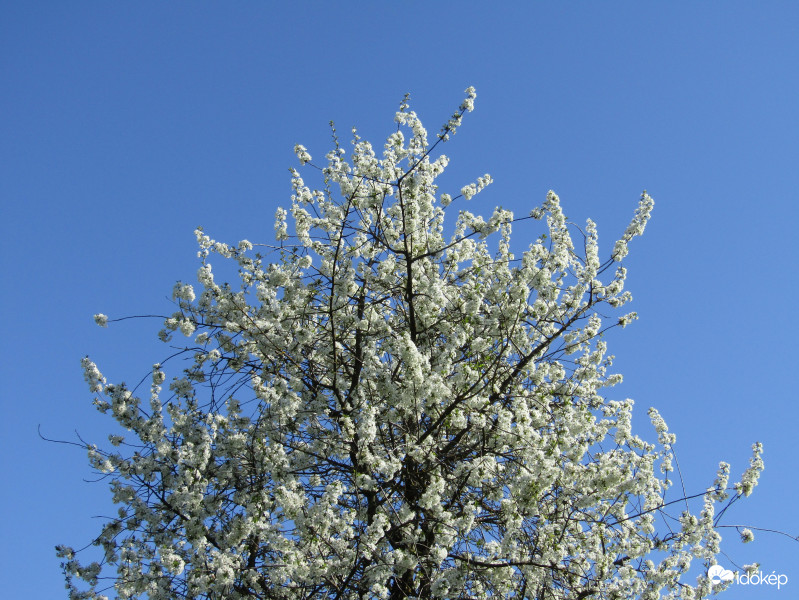 Sarkad
