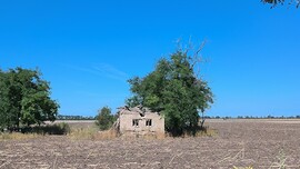 Makó