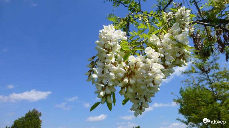 Kalocsa