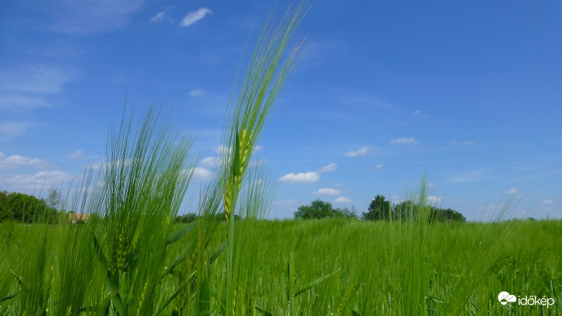 Kalocsa