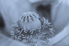 sthepenomis fotója