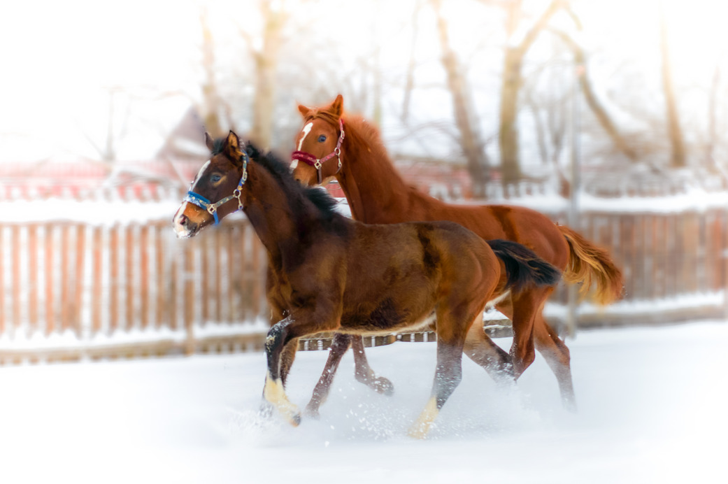 És még mindig a csikók 